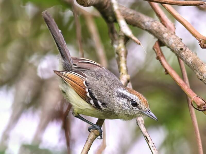 Rufous-margined Antwren, Photos 4