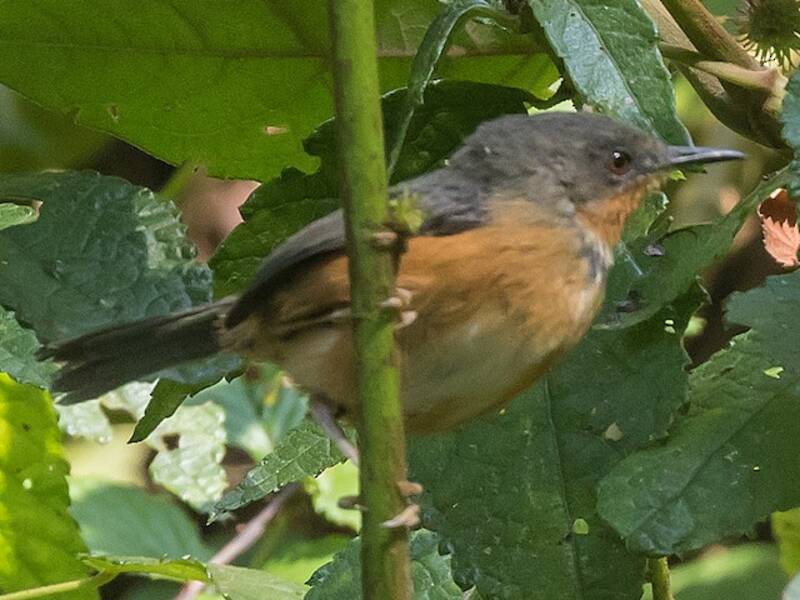 Ruwenzori-Apalis, Fotos 2