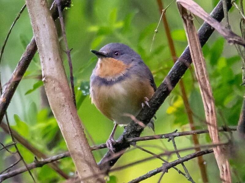 Ruwenzori-Apalis, Fotos 4