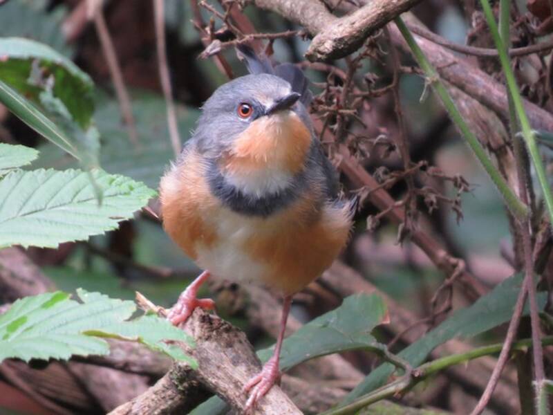 Ruwenzori-Apalis, Fotos 3