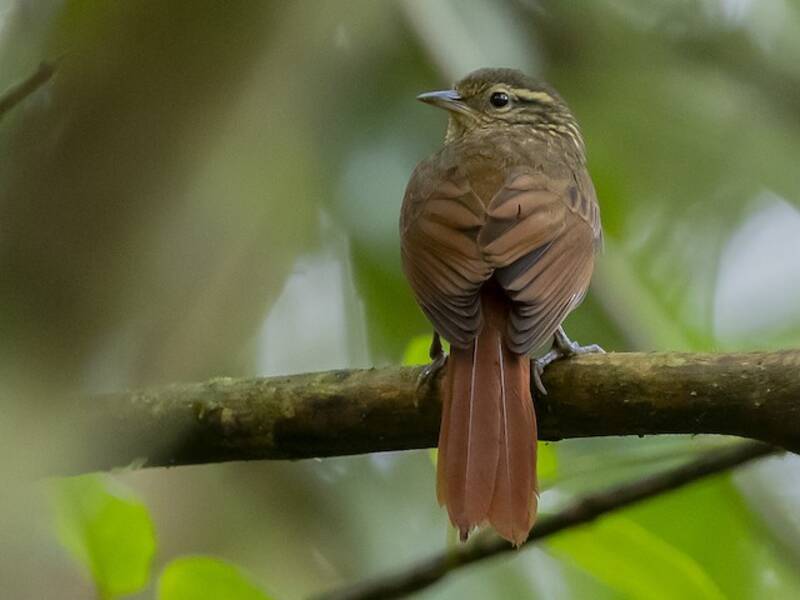 Colaespina Alirrufa, Fotos 4