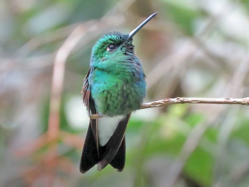 Rufous-webbed Brilliant, Photos 3