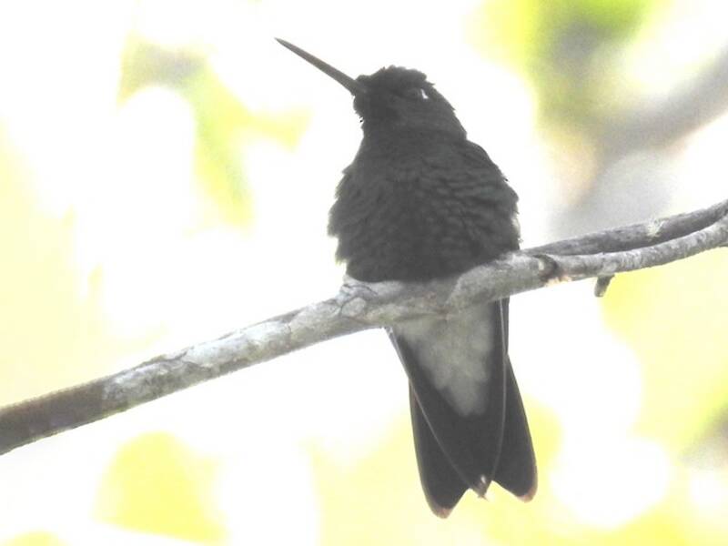 Rufous-webbed Brilliant, Photos 2