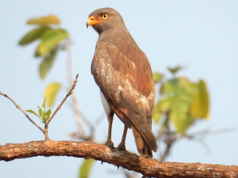 Rufous-winged Buzzard, Photos 4