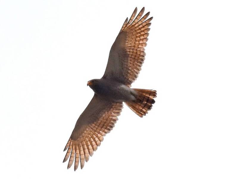Rufous-winged Buzzard, Photos 3