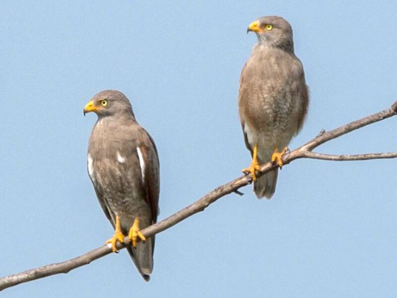 Rufous-winged Buzzard, Photos 2