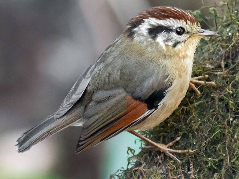 Fulvetta à ailes rousses, Photos 3