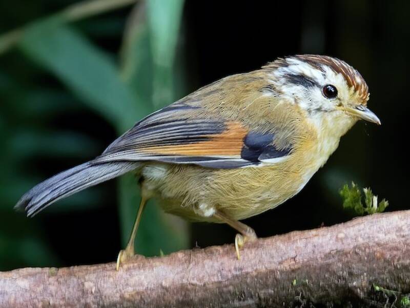 Fulvetta à ailes rousses, Photos 4