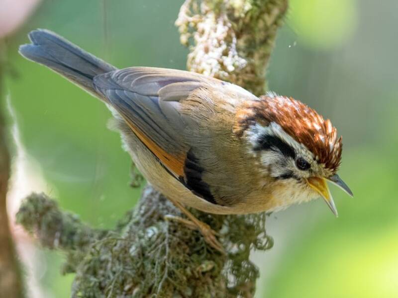 Fulvetta à ailes rousses, Photos 2