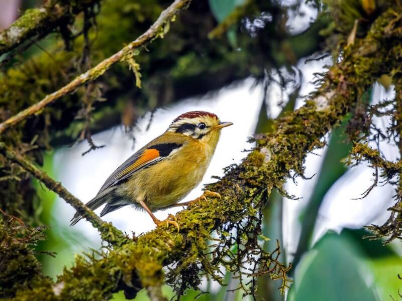 Fulvetta alirugginose