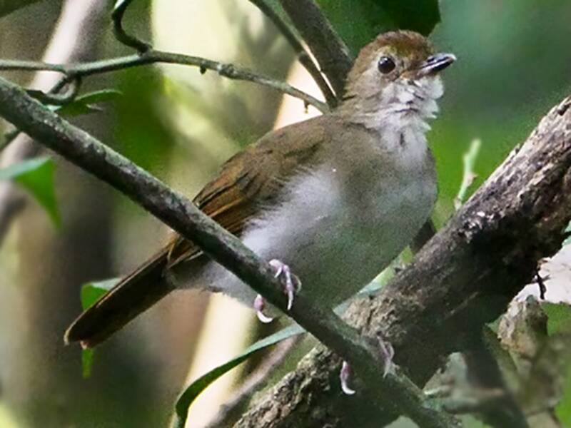Illadopsis Alirrufa