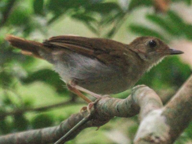 Rufous-winged Illadopsis, 照片 3
