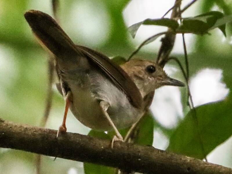 Rufous-winged Illadopsis, 照片 2