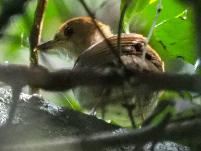 Rufous-winged Illadopsis, 照片 4