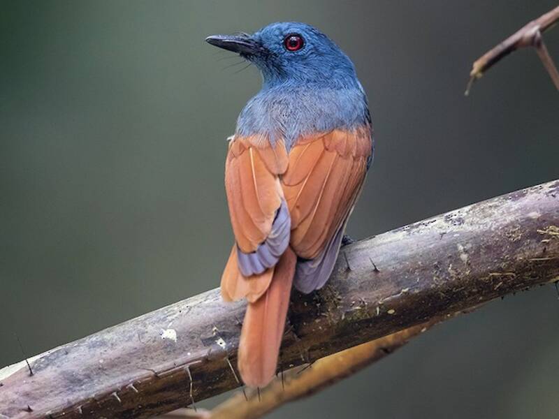 Rufous-winged Philentoma, 照片 2