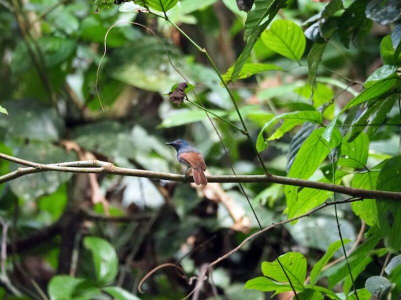 Rufous-winged Philentoma, 照片 4