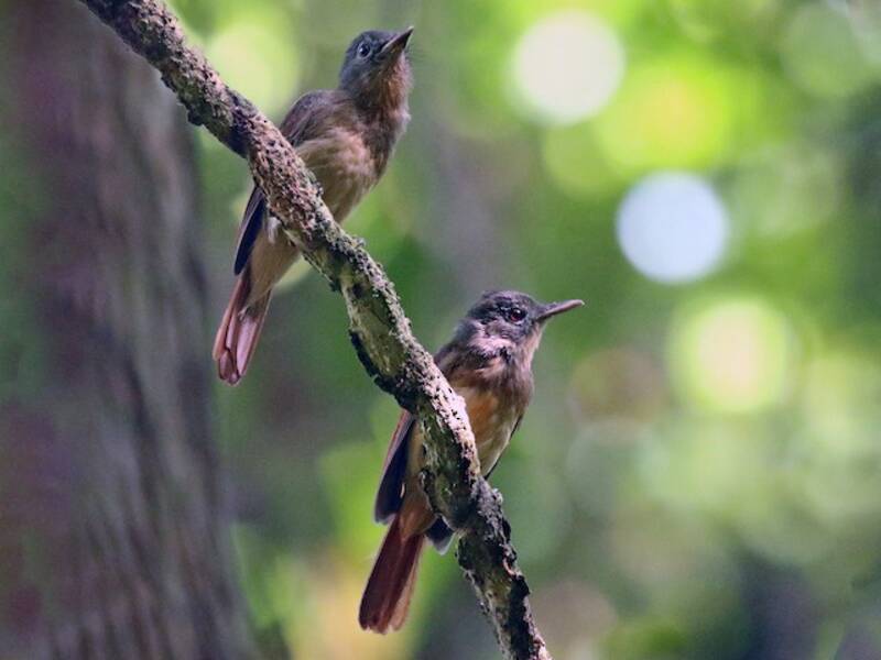 Rufous-winged Philentoma, 照片 3