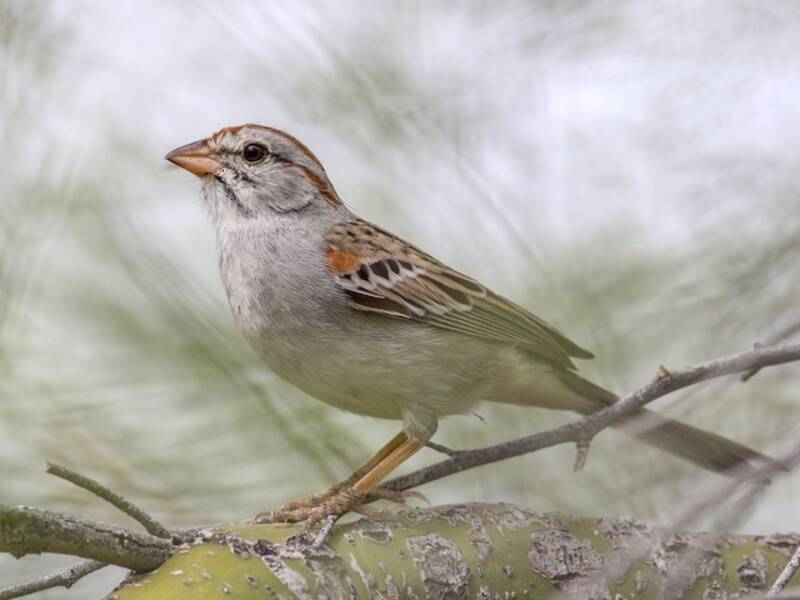 Rufous-winged Sparrow, 照片 4