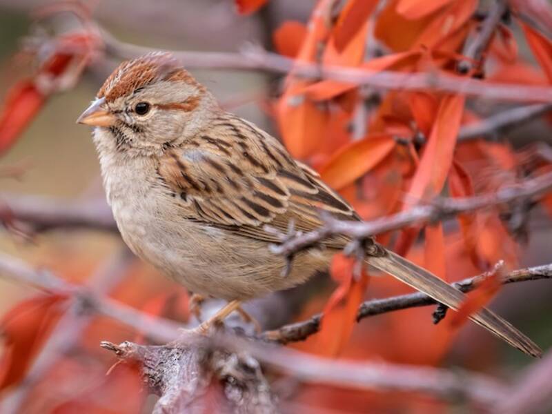 Rufous-winged Sparrow