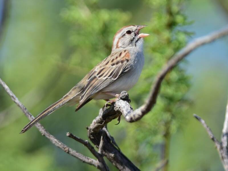 Rufous-winged Sparrow, 照片 2