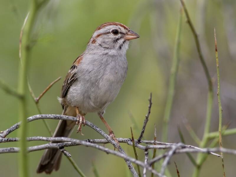 Rufous-winged Sparrow, 照片 3