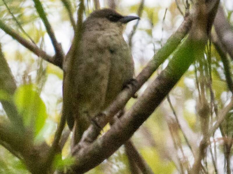 Rusty-winged Starling