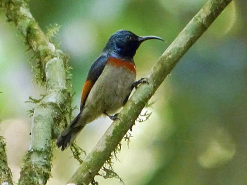 Rufous-winged Sunbird, Photos 4