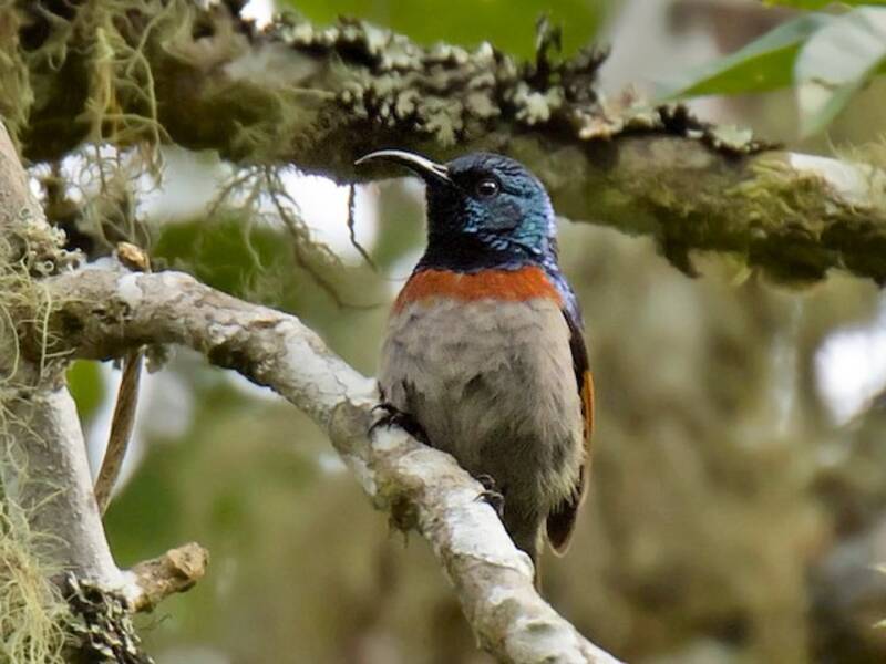 Rufous-winged Sunbird, Photos 3
