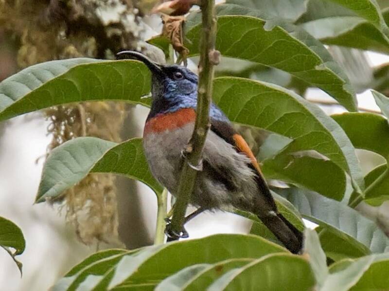 Rufous-winged Sunbird, Photos 2