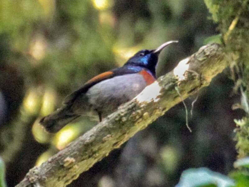 Nettarinia aliruggine