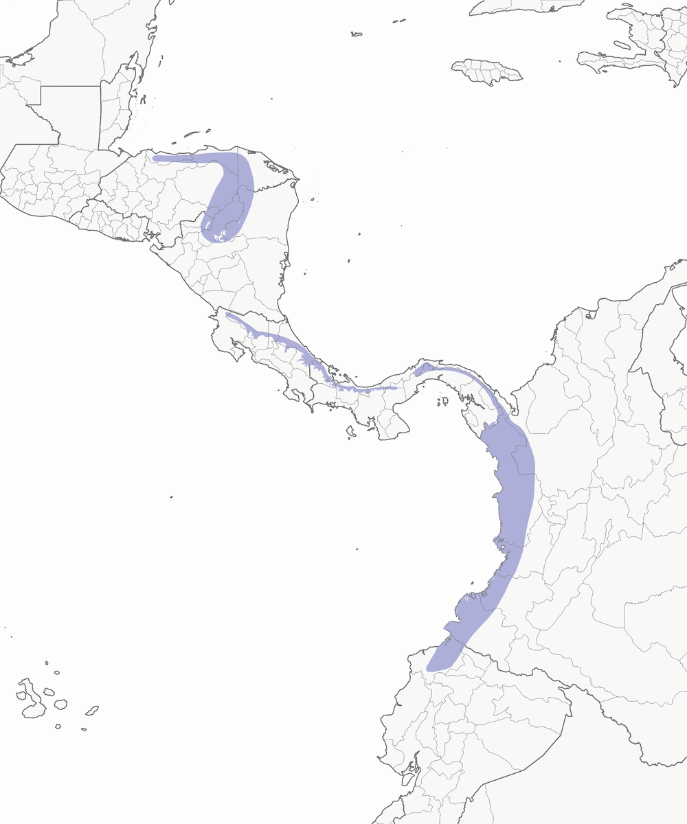 Tangara des palmiers, Distribution 1
