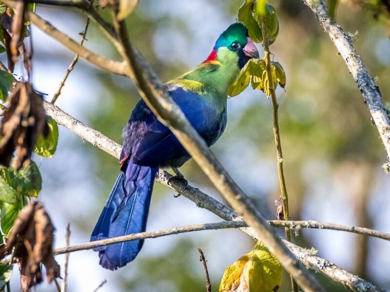 Ruwenzori-Turako, Fotos 3