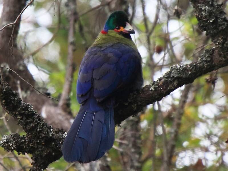 Turaco del Ruwenzori