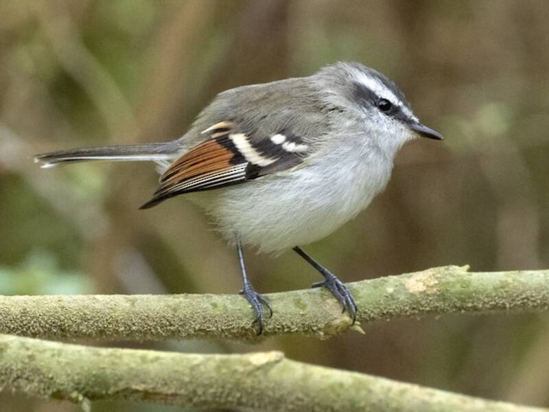 Tiranoide Alirrufo, Fotos 4