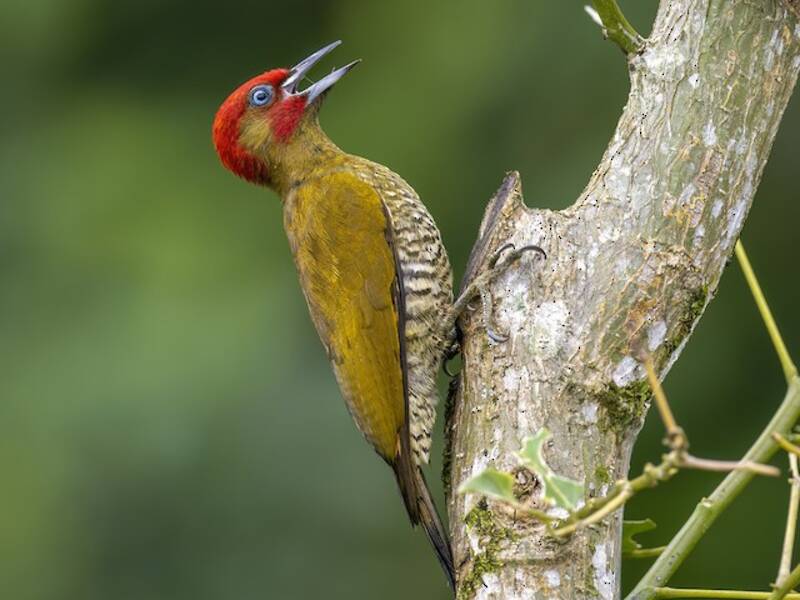 Rufous-winged Woodpecker, 照片 3