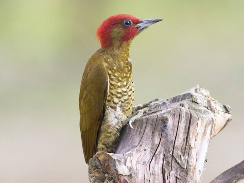 Rufous-winged Woodpecker, 照片 4