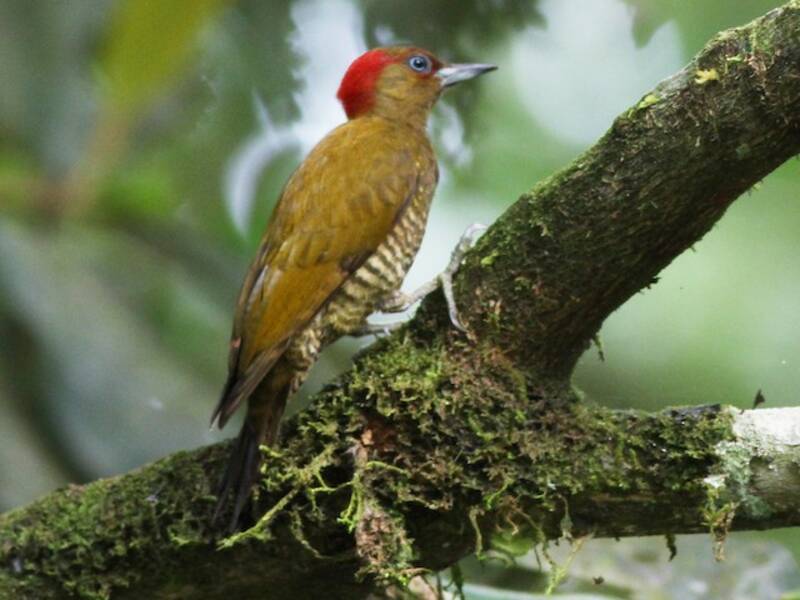 Rufous-winged Woodpecker, 照片 2