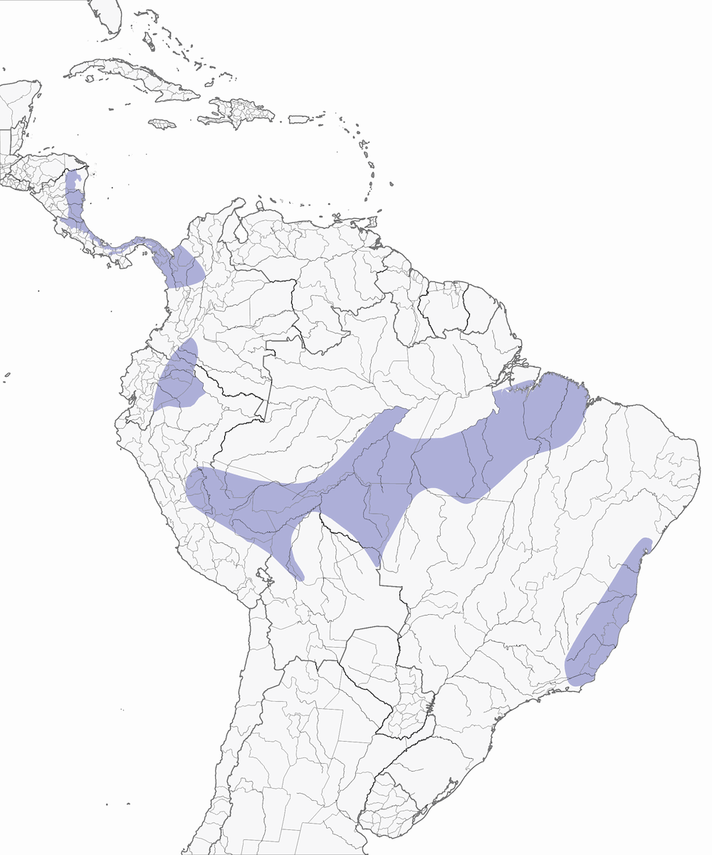 Cuculo terragnolo culrosse, Distribuzione 1