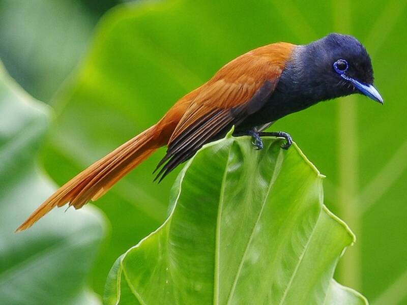 Rufous-vented Paradise-Flycatcher, 照片 4