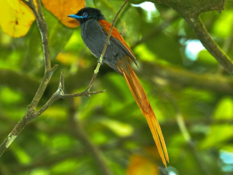 Rufous-vented Paradise-Flycatcher, 照片 2