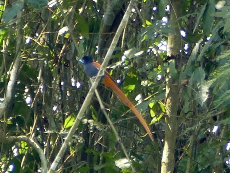 Rufous-vented Paradise-Flycatcher