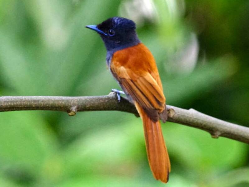 Rufous-vented Paradise-Flycatcher, 照片 3