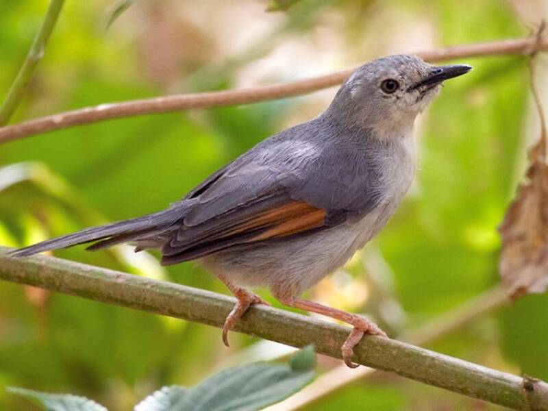Red-winged Gray Warbler