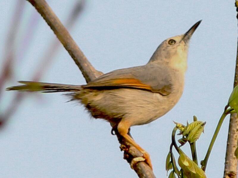 Red-winged Gray Warbler, Photos 2