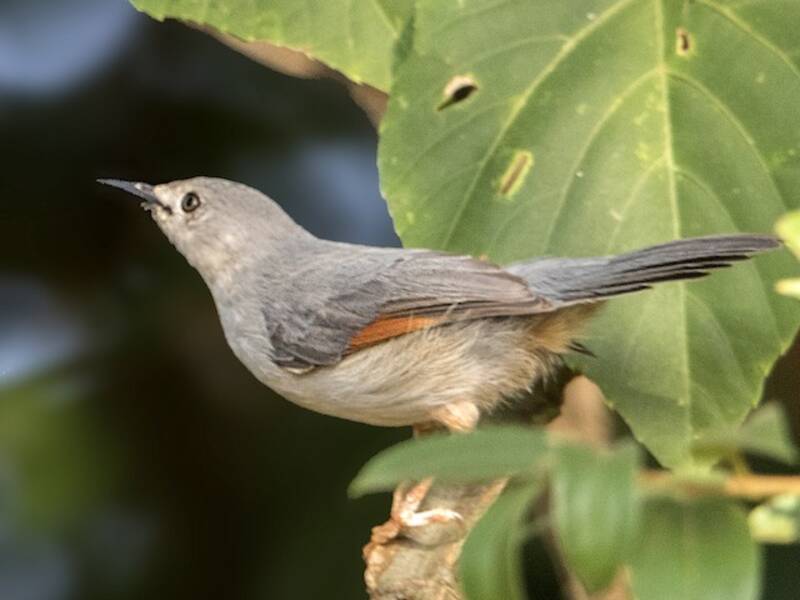Red-winged Gray Warbler, Photos 3