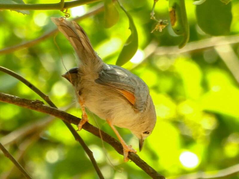 Red-winged Gray Warbler, Photos 4