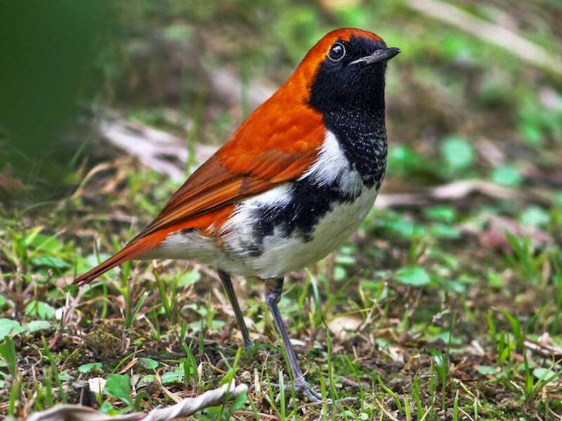 Ryukyu Robin