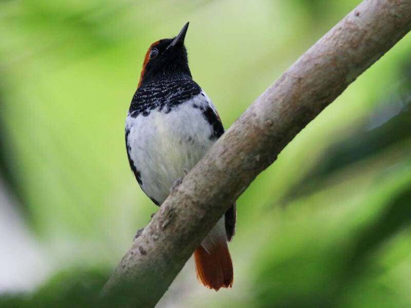 Ryukyu Robin, Photos 2