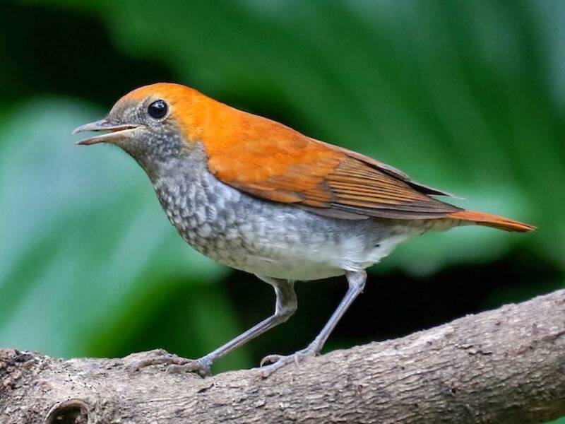 Ryukyu Robin, Photos 4