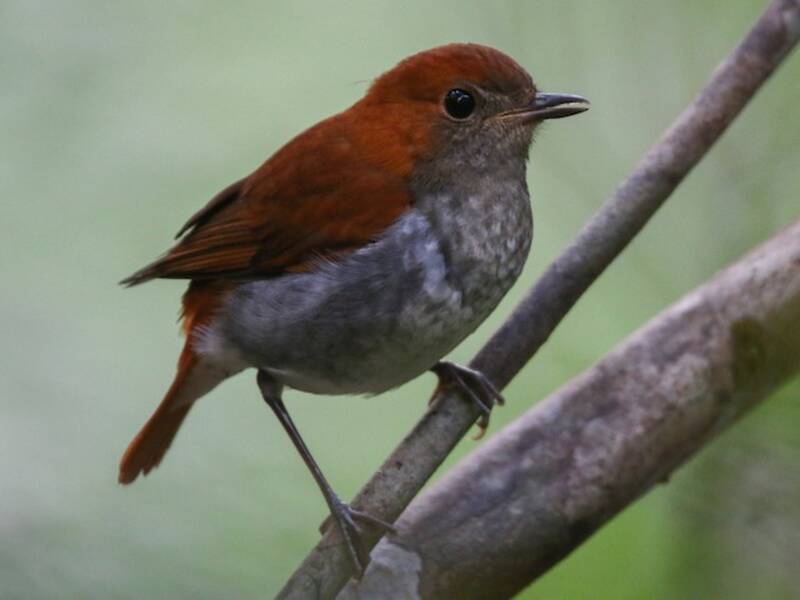 Ryukyu Robin, Photos 3